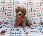 Small #8 Cavapoo (Miniature)