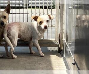 Chihuahua Dogs for adoption in Camarillo, CA, USA