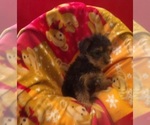 Small #2 Yorkshire Terrier