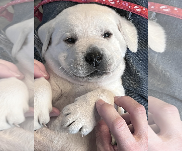 Medium Photo #40 Labrador Retriever Puppy For Sale in GLENDALE, CA, USA