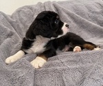 Small Photo #17 Bernedoodle-French Bulldog Mix Puppy For Sale in EL DORADO HILLS, CA, USA