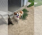 Small Australian Shepherd Mix