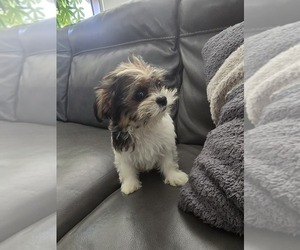 Shorkie Tzu Puppy for sale in ELMHURST, IL, USA