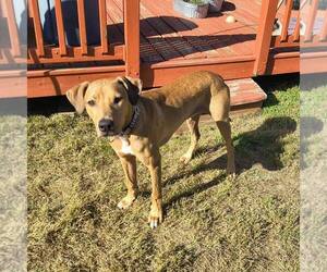 RHODIE - Male American Staffordshire Terrier-Unknown Mix Dog for Adoption - Photo #5