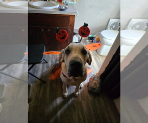 Great Pyredane Dogs for adoption in Bullard, TX, USA
