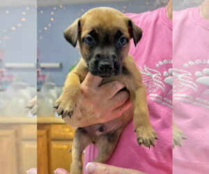 Viper - Male Mutt Dog for Adoption - Photo #3