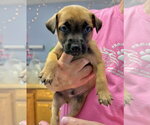 Small Photo #3 Mutt Puppy For Sale in Gilberts, IL, USA
