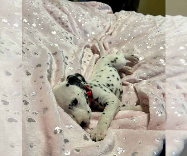 Medium Photo #29 Dalmatian Puppy For Sale in TEMPLE, TX, USA