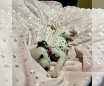 Small Photo #29 Dalmatian Puppy For Sale in TEMPLE, TX, USA