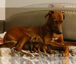 Rhodesian Ridgeback Puppy for sale in MYSTIC, CT, USA