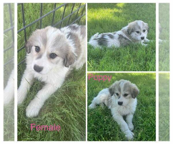 Medium Photo #1 Great Pyrenees Puppy For Sale in DEMING, NM, USA