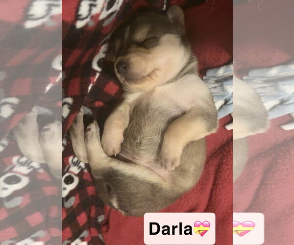 Medium Photo #5 Labrador Retriever-Unknown Mix Puppy For Sale in GILBERTS, IL, USA