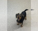 Small #1 Mutt