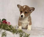 Small #4 Pembroke Welsh Corgi