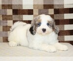 Small #1 Bernedoodle (Miniature)