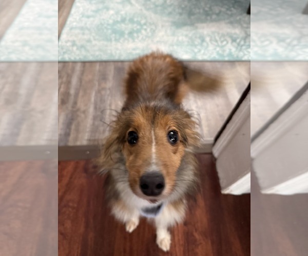 Medium Photo #3 Mutt Puppy For Sale in Catasauqua, PA, USA