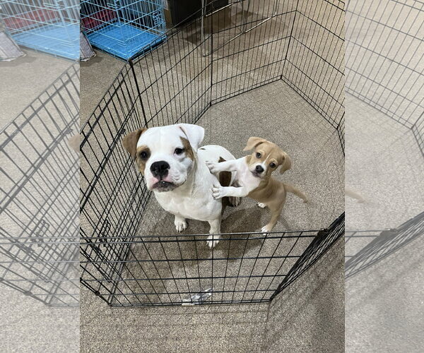 Medium Photo #2 American Bulldog-Unknown Mix Puppy For Sale in Sanford, FL, USA