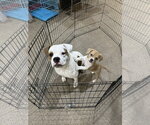 Small Photo #2 American Bulldog-Unknown Mix Puppy For Sale in Sanford, FL, USA