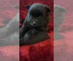 Puppy Jupiter Pomeranian