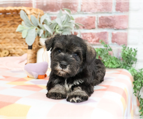 Medium Photo #2 Schnauzer (Miniature) Puppy For Sale in SYRACUSE, IN, USA
