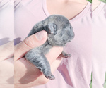 Small Photo #10 French Bulldog Puppy For Sale in ARLINGTON, WA, USA