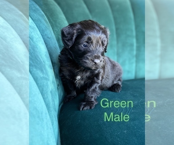 Medium Photo #1 Aussiedoodle Miniature  Puppy For Sale in PURDON, TX, USA