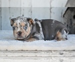Small #1 French Bulldog