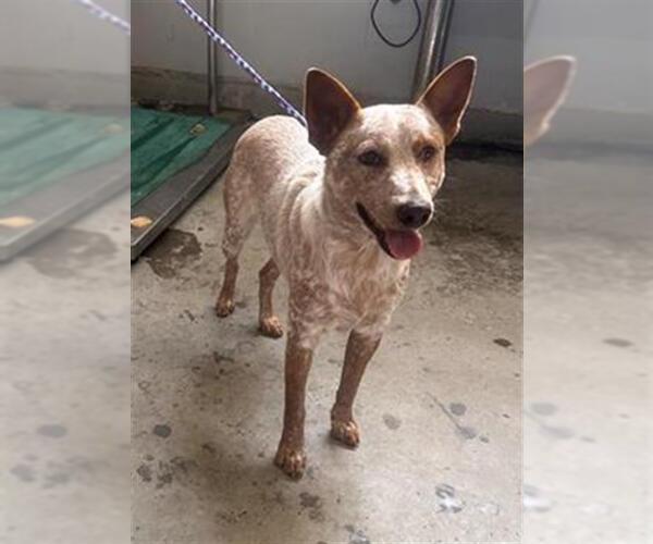 Medium Photo #1 Texas Heeler Puppy For Sale in Camarillo, CA, USA