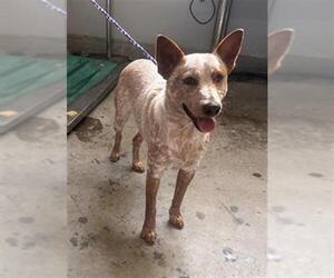 Texas Heeler Dogs for adoption in Camarillo, CA, USA