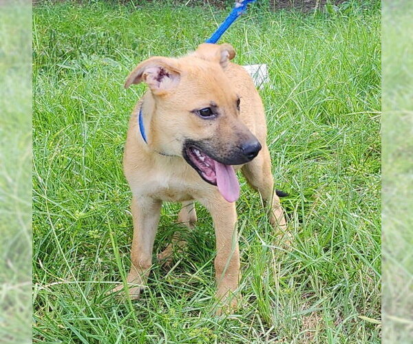 Medium Photo #2 Labrador Retriever-Unknown Mix Puppy For Sale in Wetumpka, AL, USA