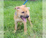 Small #1 Labrador Retriever Mix