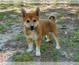 Shiba Inu Puppy for sale in CLARK, MO, USA