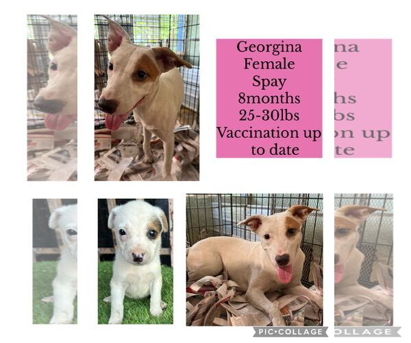 Medium Photo #2 Chihuahua-Unknown Mix Puppy For Sale in Virginia Beach, VA, USA