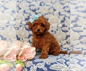Poodle (Miniature) Puppy for sale in OXFORD, PA, USA