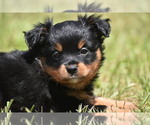 Small #6 Miniature American Shepherd