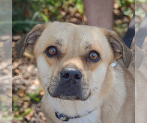 Puggle Dogs for adoption in Huntley, IL, USA