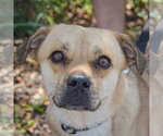 Small Puggle