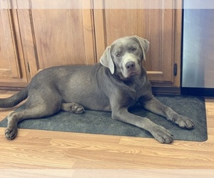 Mother of the Labrador Retriever puppies born on 05/28/2026