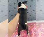 Small #2 Chihuahua