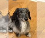 Small #4 Dachshund