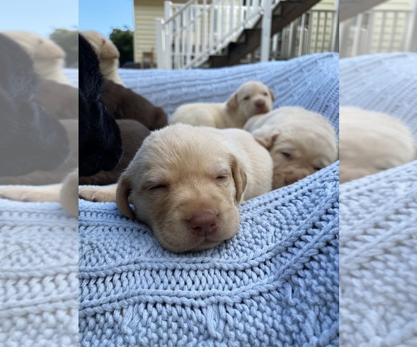 Full screen Photo #9 Labrador Retriever Puppy For Sale in ARLINGTON, VA, USA