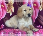 Small Photo #7 Golden Retriever Puppy For Sale in LAKELAND, FL, USA