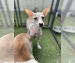 Small Chihuahua Mix