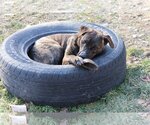 Small Photo #3 Plott Hound-Retriever  Mix Puppy For Sale in Sebec, ME, USA