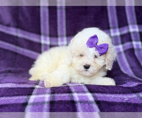 Medium Photo #7 Bichpoo Puppy For Sale in LAKELAND, FL, USA