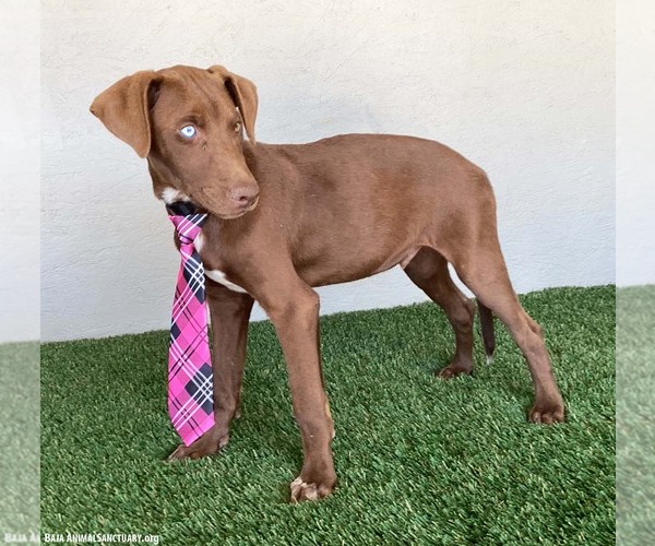 Medium Photo #7 Chocolate Labrador retriever-Unknown Mix Puppy For Sale in San Diego, CA, USA