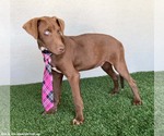 Small #6 Chocolate Labrador retriever Mix