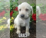 Small Photo #1 Labrador Retriever Puppy For Sale in CATO, NY, USA