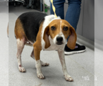 Small #1 Beagle Mix