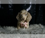 Small #2 Dachshund